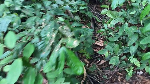 Agouti Hunt: The one that got away. смотреть онлайн