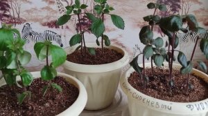 Ахименесы. Секреты выращивания. Как добиться пышного и длительного цветения.2023г