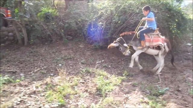 La Monta Especial con Musica смотреть онлайн