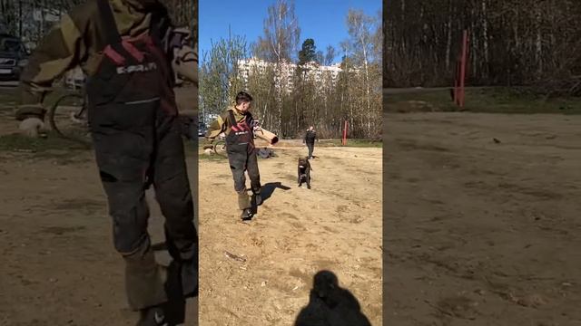 Первые пуски, Трой❤️#tttt #канекорсо #cane #canecorso #canecorsoitaliano #канекорсоитальяно смотреть онлайн