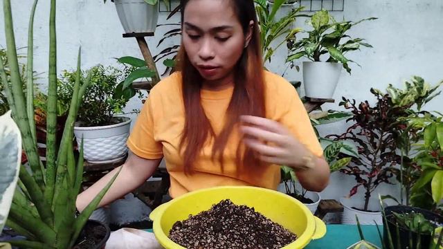 New Plant Collections: Sansevieria, Aglaonema and Rubber Plant смотреть онлайн