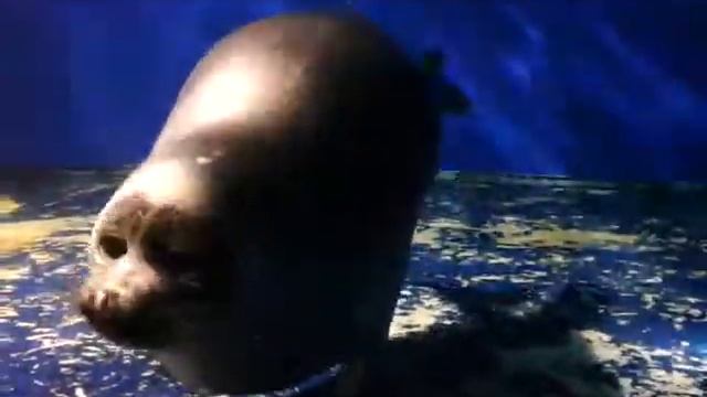 Baikal Nerpa смотреть онлайн