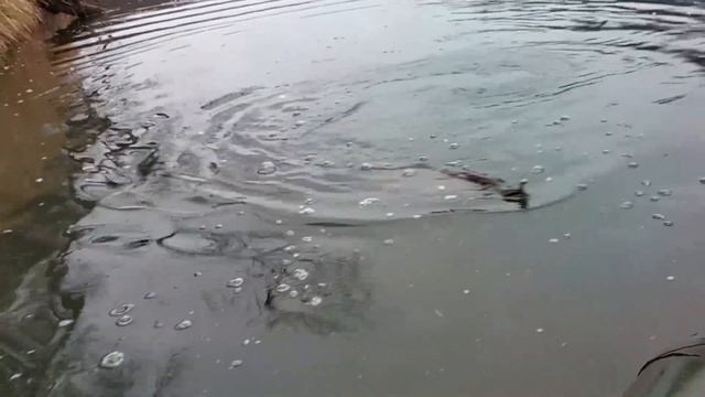 ЩУКА В НОЯБРЕ ❌ Рыбалка в Башкирии на реке Белая #17 смотреть онлайн