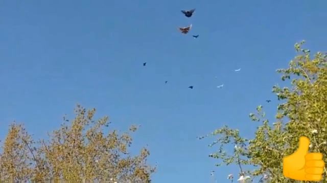 ?️? * ГОЛУБИ МОЛОДЁЖЬ *??️ ПОЛЁТЫ В СИЛЬНЫЙ ВЕТЕР И НЕ ТОЛЬКО *??️ 22.04.2020.г.