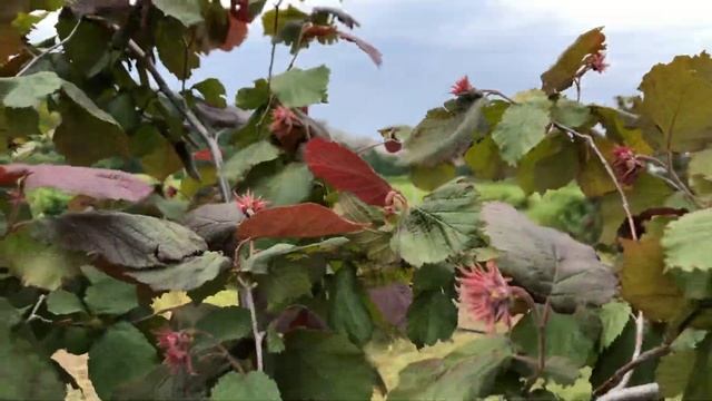 Крастнолистные сорта Екатерина и Пурпурный. Обзор завязей ореха в 2022 году. смотреть онлайн