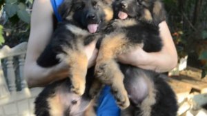 Щенки немецкой овчарки.Продажа.
