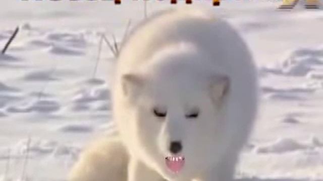 Белый Песец