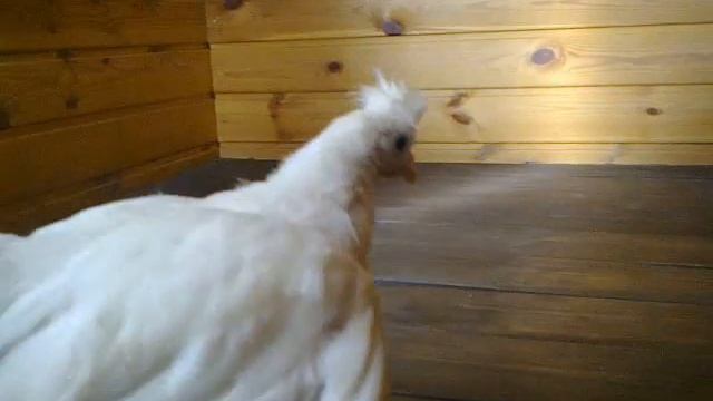 Павловский цыпленок (альбинос). смотреть онлайн