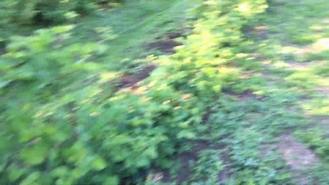 Хлороз ежевика, клубника смотреть онлайн