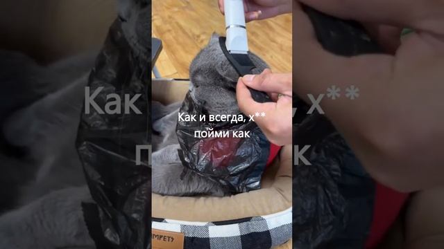 модная стрижка у Субхона за 250 рублей. #мем #юмор #котики