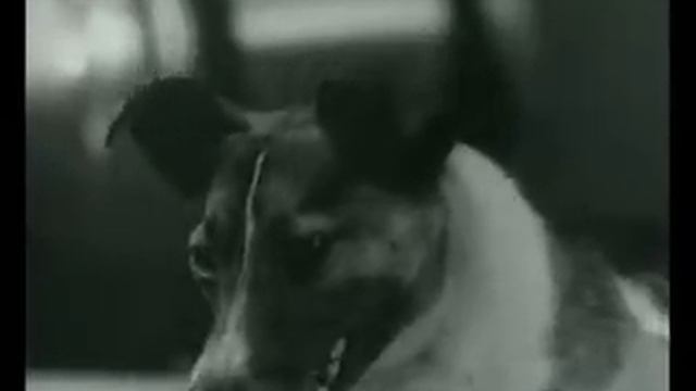 Sputnik-2. Laika. Спутник-2. Лайка.