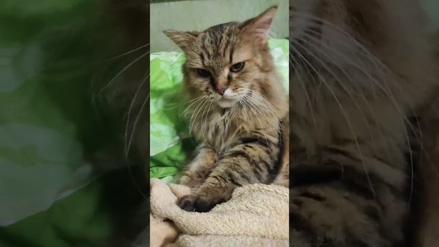 зачем коты топчут нас лапами,будете поражены #shortsvideo #shorts #кошка смотреть онлайн