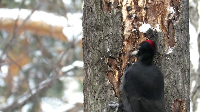 Желна зимой, Дятел сдирает кору, Black Woodpecker смотреть онлайн