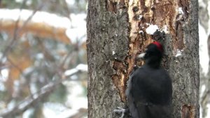 Желна зимой, Дятел сдирает кору, Black Woodpecker