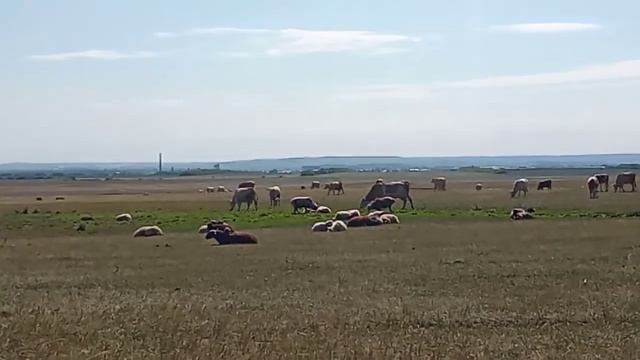 На пастбище . Пасем сами. смотреть онлайн