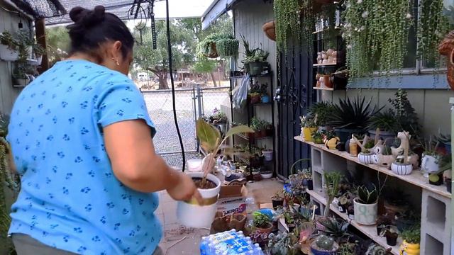 Organizando El Jardín De Suculentas, Limpiando