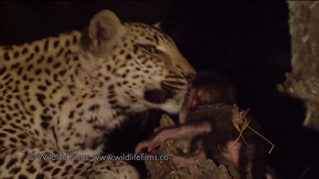 Incredible leopard and baby baboon interaction смотреть онлайн