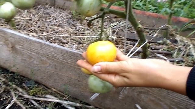 Сорт томата "Зебра белая" смотреть онлайн