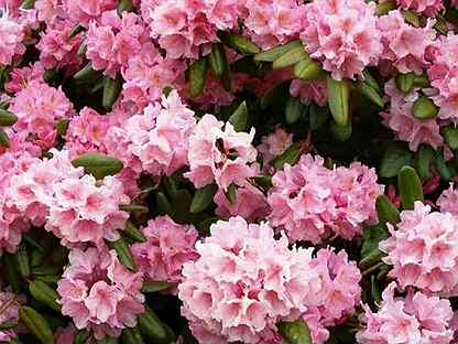 Ф.Шопен. Ноктюрн №2. смотреть онлайн