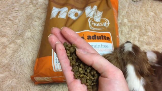 Покупки из зоомагазина для собак. Кавалер Кинг Чарльз спаниель. смотреть онлайн