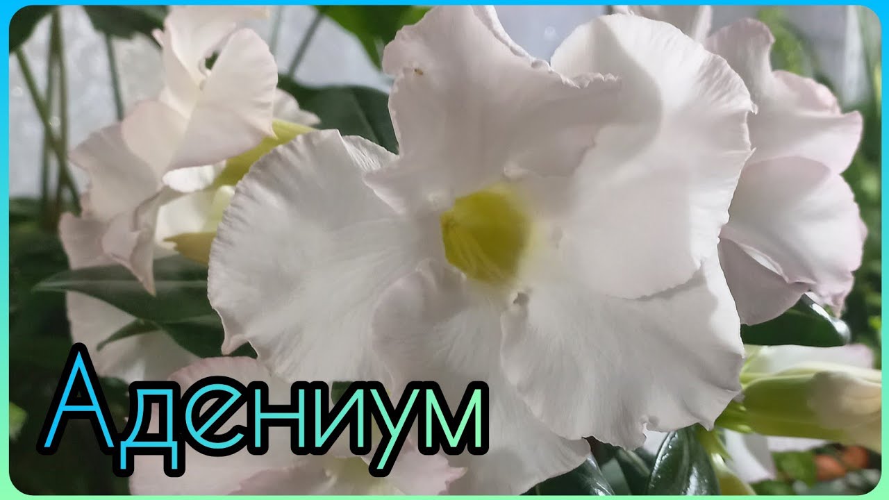 Адениум из семян Алиэкспресс полный роспуск?Фото-шоу?Красивый и ароматный?Цветение Адениума
