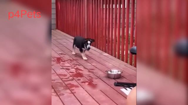 Funny Animals 2023 😂 | Funniest Cats and Dogs 😺🐶 Part 3 | @p_4_Pet смотреть онлайн