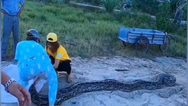 Challenge: Can girls catch a giant python? смотреть онлайн