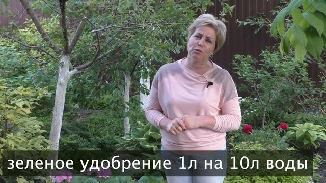 СЕКРЕТЫ ВЫРАЩИВАНИЯ КРУПНОЛИСТНОЙ ГОРТЕНЗИИ смотреть онлайн