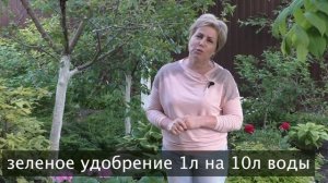 СЕКРЕТЫ ВЫРАЩИВАНИЯ КРУПНОЛИСТНОЙ ГОРТЕНЗИИ