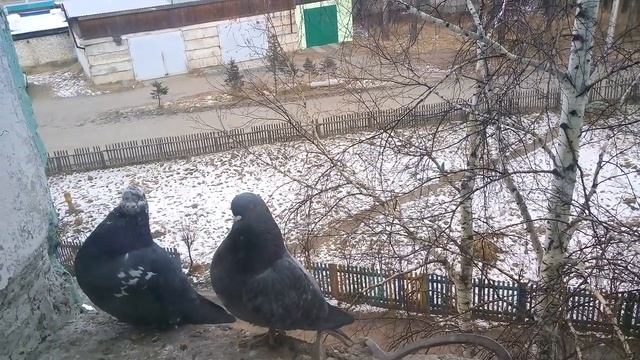 НАБЛЮДЕНИЯ НАТУРАЛИСТА 13. 11. 19 г. Погода в Нижнеудинске. смотреть онлайн