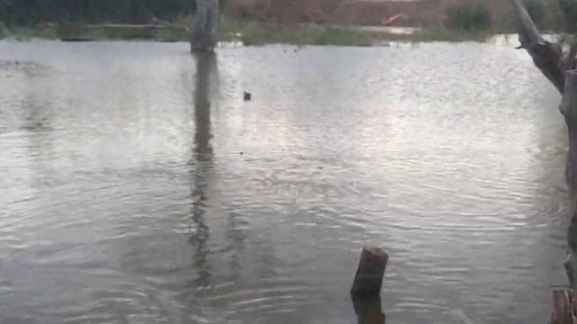 Цыганский пруд смотреть онлайн