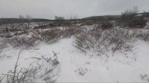 Как поставить петли на зайцев. Как поймать зайца. Как ставить петли на зайцев.