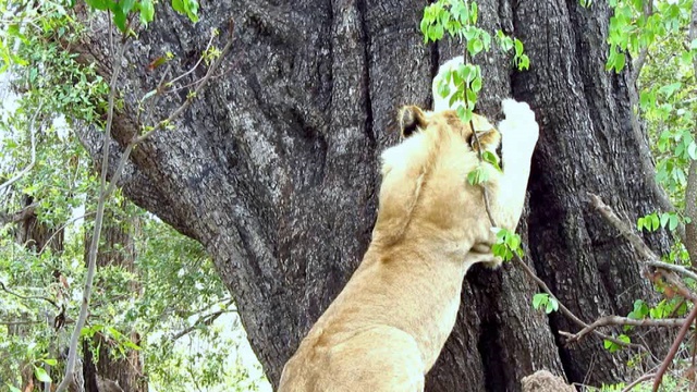Zimbabwe Lions