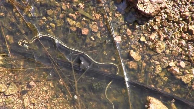 Snake Peeks 7: Fish in a Barrel смотреть онлайн