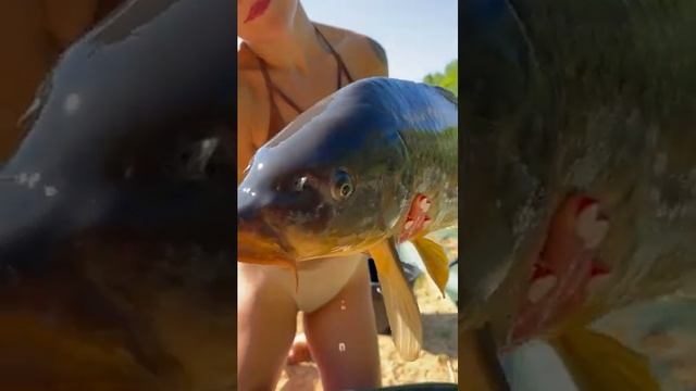 На что клюет сазан?