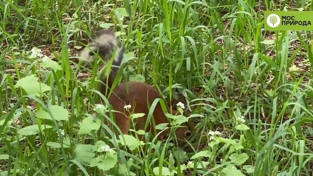 Три орешка для белочки: нужно ли летом подкармливать белок? смотреть онлайн