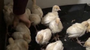 Недельные цыплята индюшата пищат и клюют зёрнышки. Маленькие пушистые комочки