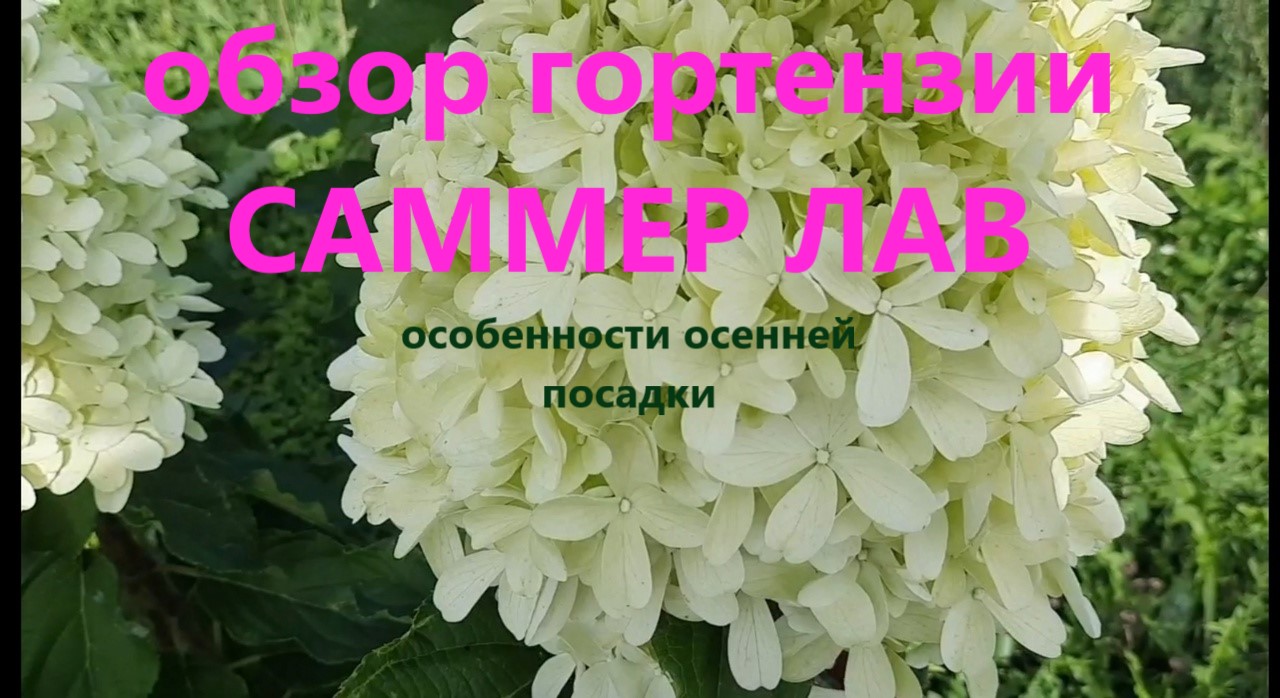 Обзор гортензии Саммер Лав. А так же особенности осенней посадки гортензии метельчатой смотреть онлайн