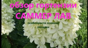 Обзор гортензии Саммер Лав. А так же особенности осенней посадки гортензии метельчатой