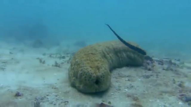 Морской огурец малоподвижное и неповоротливое создание смотреть онлайн