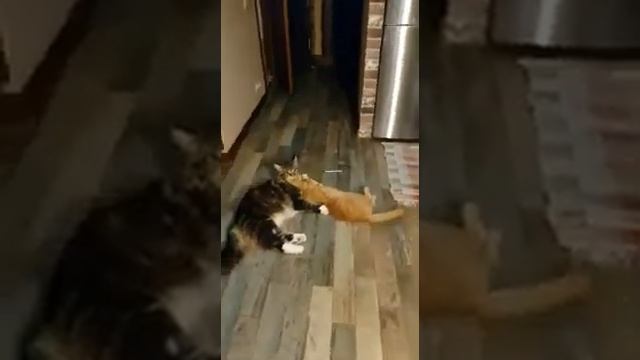 Наглый рыжий приставучий Мейн кун. Cheeky red tenacious Maine Coon смотреть онлайн