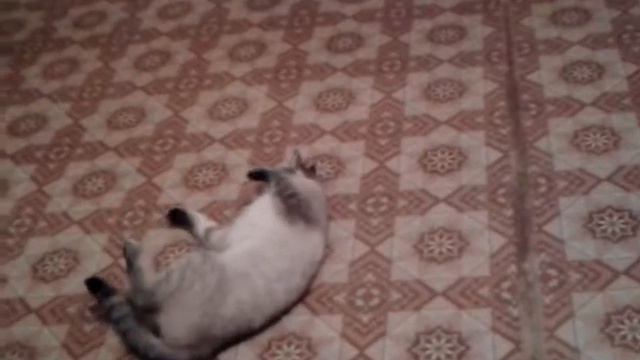 АХАХАХА! КОТ И ХЛОРКА! РЖАЧЬ. СМОТРЕТЬ ДО КОНЦА смотреть онлайн
