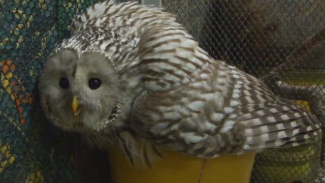 Сова неясыть длиннохвостая Руби смотреть онлайн