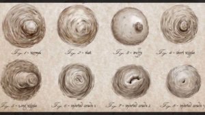 Самые интересные факты о сосках, которые мы должны знать