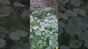 Как и зачем сажать тыквы рядом с цуккини