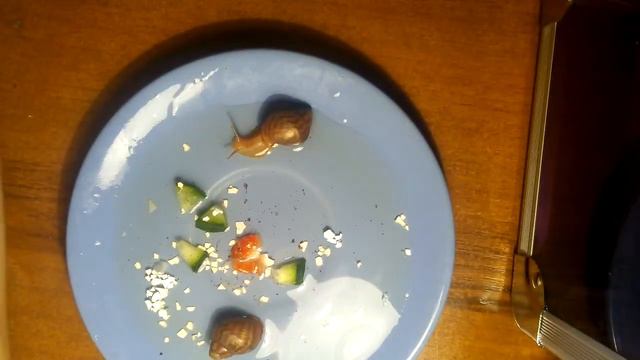 Оживление улиток ( часть 2 ) 🐌🐚