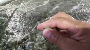 Расщет биозагрузка в узв, и о норме кармления при полезной площади биозагрузки.