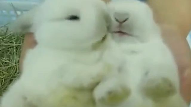 Первый раз увидела зевающего зайца