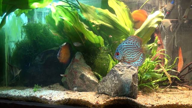 АКВО блог #1 новичкам. смотреть онлайн