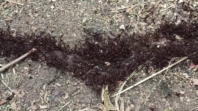 Муравьиная дорога жизни в Центральном парке. Ants road in Nairobi City Park смотреть онлайн
